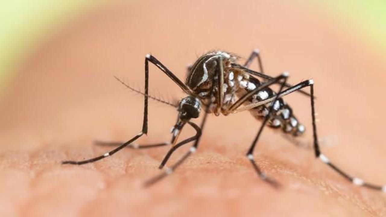 Keneden sonra yeni virüs uyarısı! Chikungunya’dan korunmak için bunları yapın